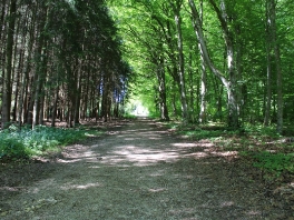 Edelweißweg im Donauwörther Stadtwald_6
